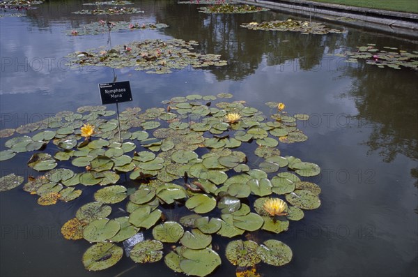 20059208 ENGLAND Surrey Woking Wisley Royal Horticultural Society Garden. Pond with water lilies