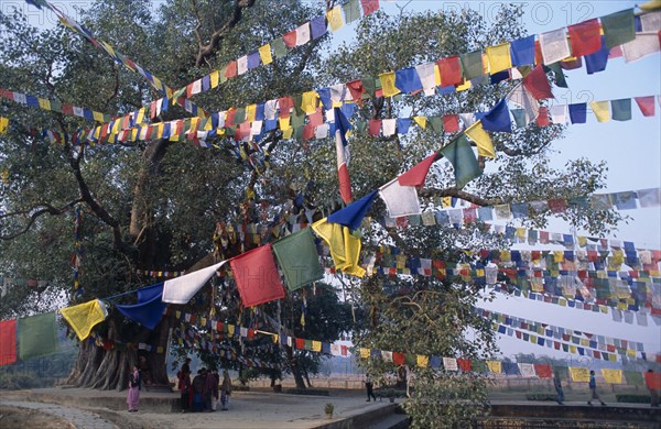 NEPAL, Lumbini, "Pilgrims, prayer flags and peepol tree in sacred garden beside pond where the Buddha was born."
