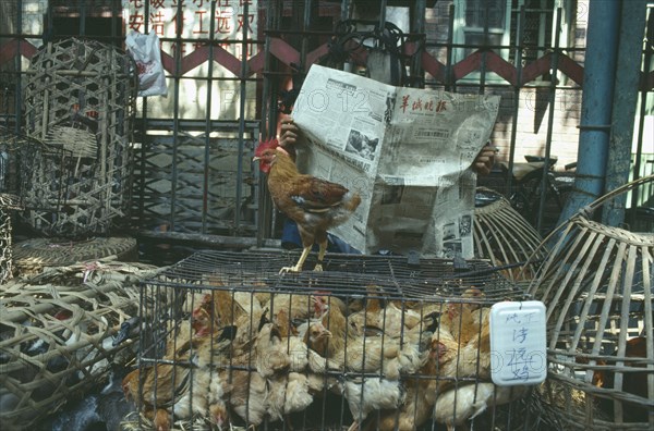 CHINA, Guangdong, Guangzhou, Market scene with man reading newspaper behind ducks and chickens in small cages.