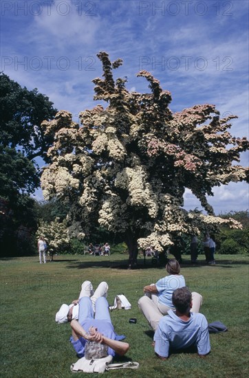 20059210 ENGLAND Surrey Woking Wisley Royal Horticultural Society Garden. Flowering Cornus Kousa tree also known as the Wisley Queen with a group of visitors sitting on grass in front.