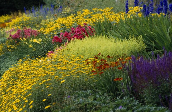 PLANT, Flowers, Massed, Colourful informal garden.