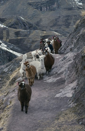 PERU, Cusco, Cordillera Vilcanota, Shepherd family and alpaca herd begining long descent along mountain road to market in Pitumarca.