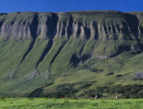 IRELAND, Sligo, Ben Bulben, View toward the flat topped limestone hill with eroded folds and gullys.  Cattle grazing at the base