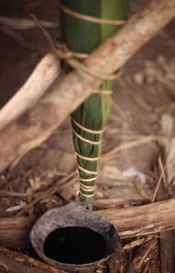 ECUADOR, Amazon, Auca, Curare process for making poison darts used by the Auca.