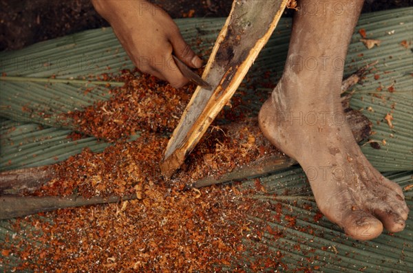 ECUADOR, Amazon, Auca, Auca curare process for making poison darts.