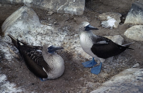 ECUADOR, Galapagos, Pair of Blue Footed Boobies.