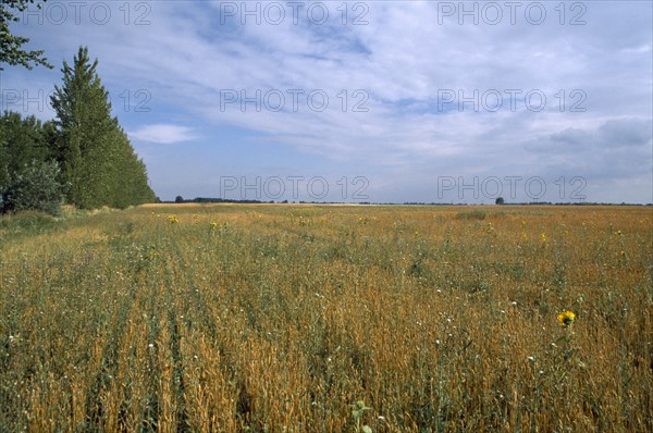 HUNGARY, Great Hungarian Plain, Expanse of agricultural land.