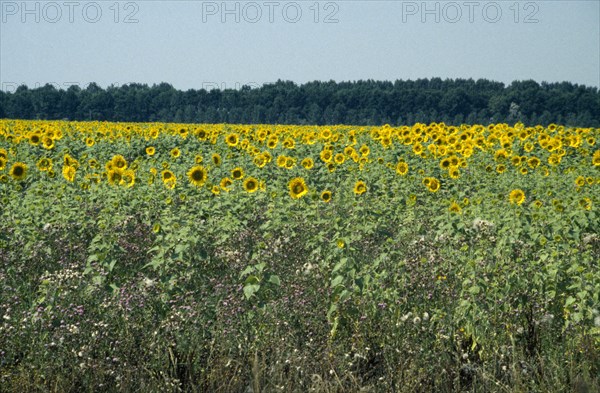 HUNGARY, Great Hungarian Plain, Field of sunflowers.
