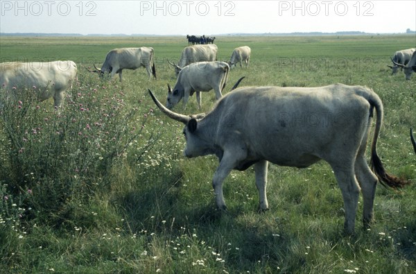 HUNGARY, Great Hungarian Plain, "Ancient breed of longhorn Grey Steppe cattle.  Also known as Grey Hungarian, Hungarian Steppe and White Hungarian."