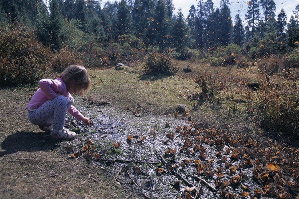 MEXICO, Michoacan State, El Rosario Butterfly Sanctuary, Little girl crouched on ground surrounded by mass of Monarch butterflies on ground and in the air.