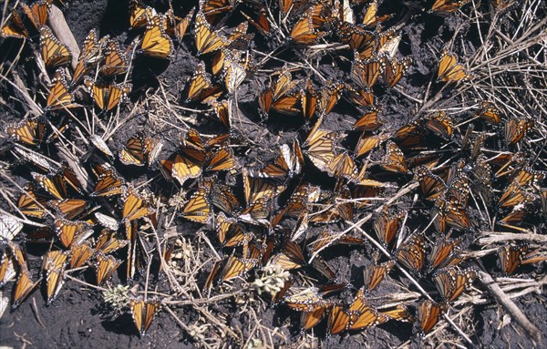 MEXICO, Michoacan State, El Rosario Butterfly Sanctuary, Mass of Monarch butterflies settled on ground.