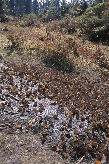 MEXICO, Michoacan State, El Rosario Butterfly Sanctuary, Mass of Monarch butterflies on ground and in air.