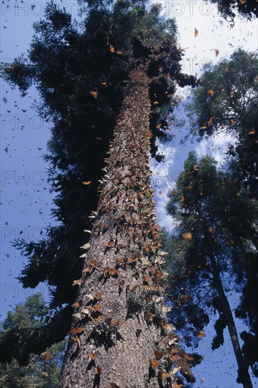 MEXICO, Michoacan State, El Rosario Butterfly Sanctuary, Mass of Monarch butterflies on trunk of tree and in the air surrounding it.