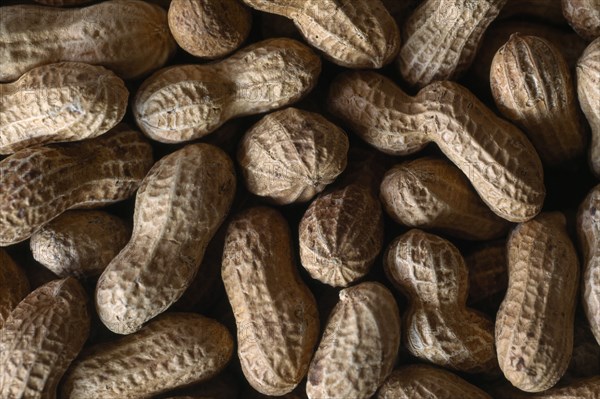 FOOD, Nuts, Peanuts in shells.  Frame filled view.