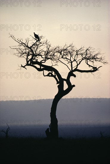 TANZANIA, Birds, Tree with a vulture perched on branch in dusk light.