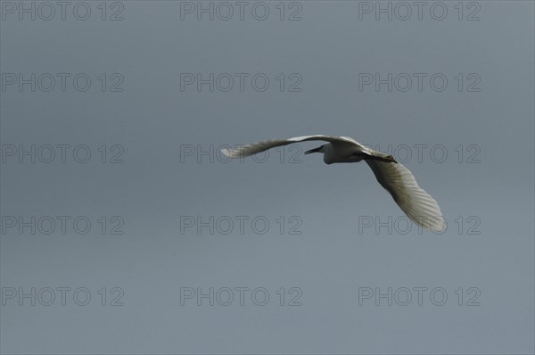 ROMANIA, Tulcea, Danube Delta, White pelican in full flight at Danube Delta Biosphere Reserve