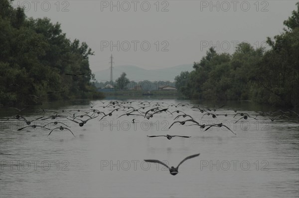 ROMANIA, Tulcea, Danube Delta, Flock of protected birds flying over the channels of the Danube Delta Biosphere Reserve