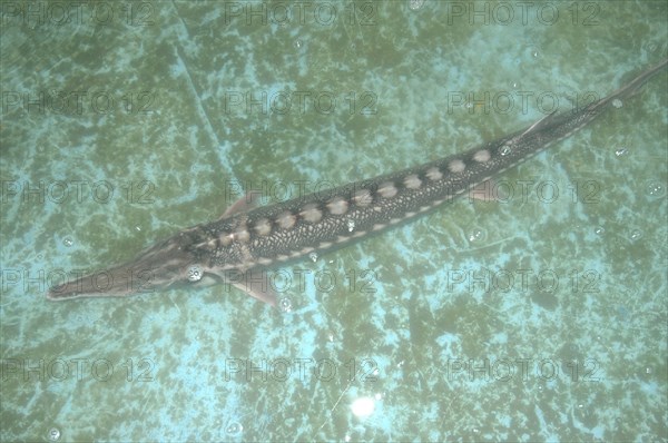 ROMANIA, Tulcea, Isaccea, Large female sturgeon kept for breeding purposes in the Casa Caviar sturgeon hatchery