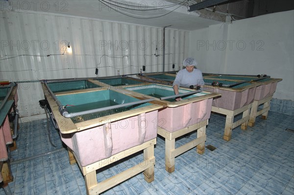 ROMANIA, Tulcea, Isaccea, Growing basins for sturgeon fry in the Casa Vaviar sturgeon hatchery