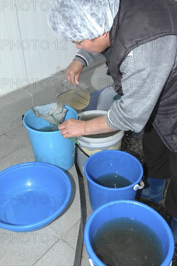 ROMANIA, Tulcea, Isaccea, Female employee filtering plankton to feed sturgeon fry in the Casa Caviar sturgeon hatchery