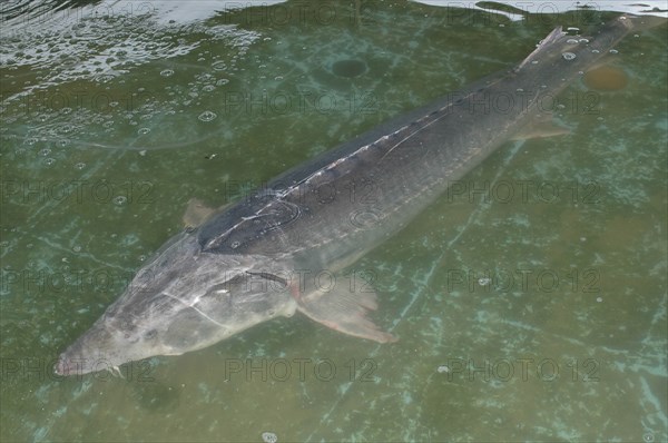 ROMANIA, Tulcea, Isaccea, Large female sturgeon kept for breeding purposes at the Casa Caviar sturgeon hatchery