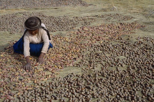 BOLIVIA, La Paz, Lake Titicaca, Isla del Sol.  Indian woman laying out potatoes to freeze dry in cold winter sun.
