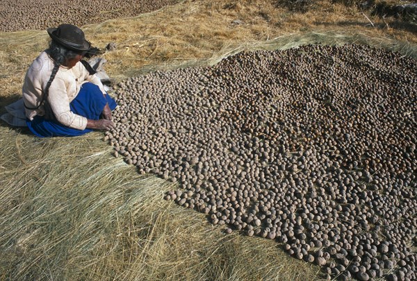BOLIVIA, La Paz, Lake Titicaca, Isla del Sol.  Indian woman laying out potatoes to freeze dry in cold winter sun.