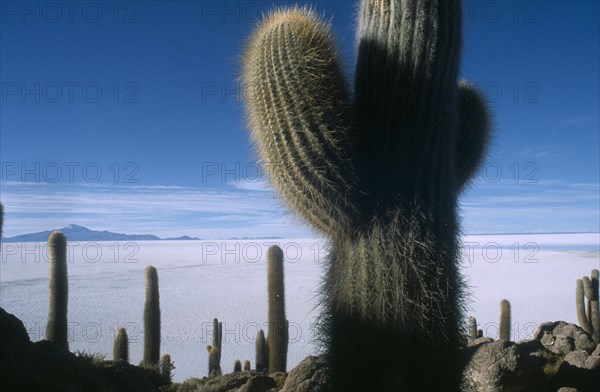 BOLIVIA, Altiplano, Potosi, Salar de Uyuni.  Isla del Pescado.  Cacti growing in rocky landscape.