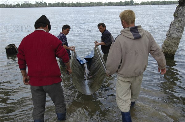 ROMANIA, Tulcea, Isaccea, Female sturgeon at the Casa Caviar sturgeon hatchery being released in the Danube River
