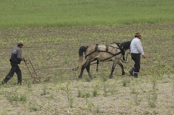 ROMANIA, Tulcea, Isaccea, Romanian farmer and his farmhand weeding the fields with a horse drawn weeding machine