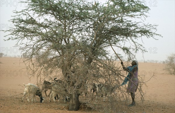 SUDAN, North Kordofan, Farming, Woman shaking leaves off  Acacia tree to feed goat herd.
