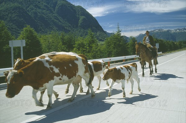 CHILE, Agriculture, Cattle, Gaucho on horseback driving cattle along road in Southern Patagonia region.