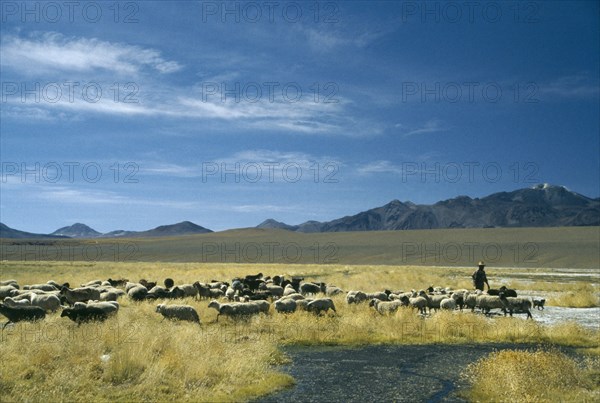 CHILE, Atacama Desert, Shepherd anf flock.
