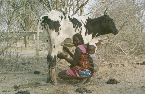 SUDAN, South Darfur, Baggara Arabs.  Woman from the Beni Halba tribe carrying child tied to her back while milking a cow.  Women are responsible for childcare and milking.