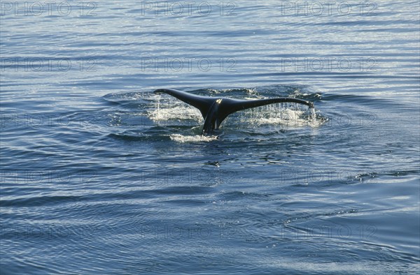 ANTARCTICA, Antarctic Peninsula, Crystal Sound, Humpback Whale breaching water.