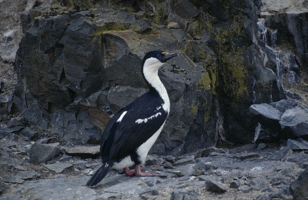 ANTARCTICA, Antarctic Peninsula, Livingstone Island, Hannah Point.  Blue eyed shag.