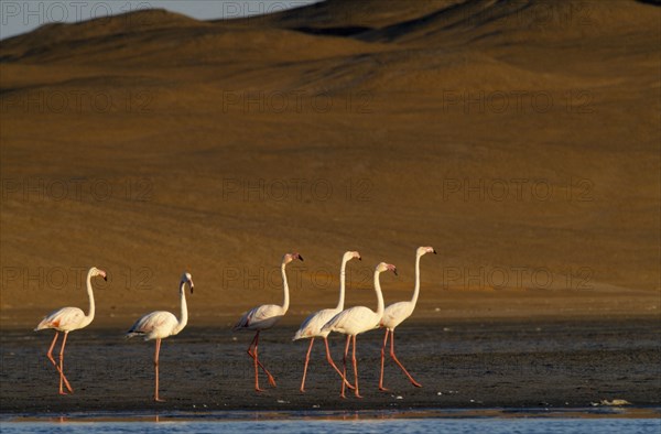 NAMIBIA, Walvis Bay, Flock of Greater Flamingoes walking along the edge of the shallow salt pans with sand dunes behind