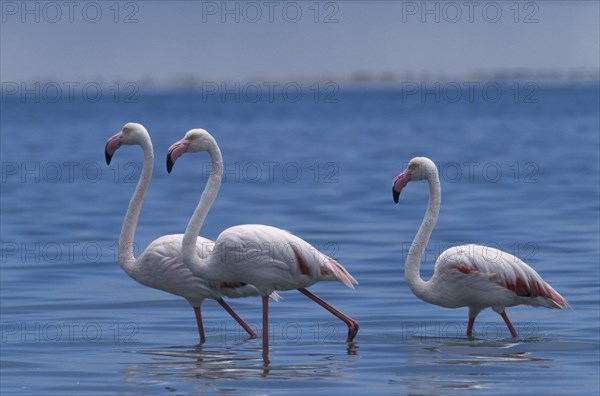 NAMIBIA, Walvis Bay, Flock of Greater Flamingoes wading in the shallow salt pans with the lagoon beyond