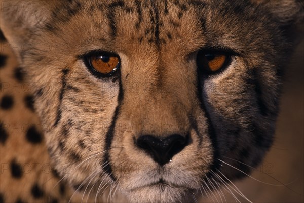 NAMIBIA, Animals, Extreme close up of a Cheetahs face