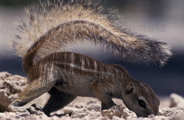 NAMIBIA, Etosha National Park, Ground Squirrel crawling along the ground shading itself with its tail
