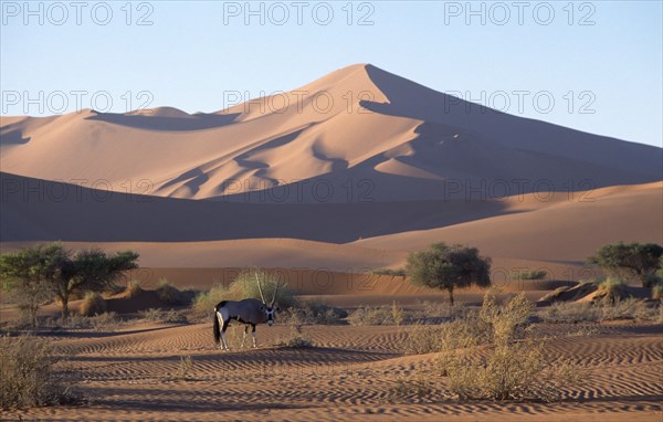 NAMIBIA, Namib Desert, Lone Gemsbok in dry riverbed with sand dunes behind