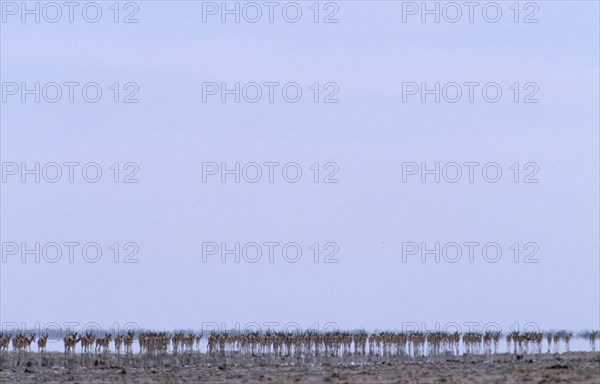 NAMIBIA, Etosha National Park, Line of Springbok walking in mirage of intense summer heat across the Etosha Pan