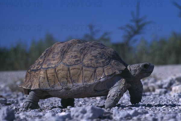 NAMIBIA, Etosha National Park, Tortoise walking on gravel