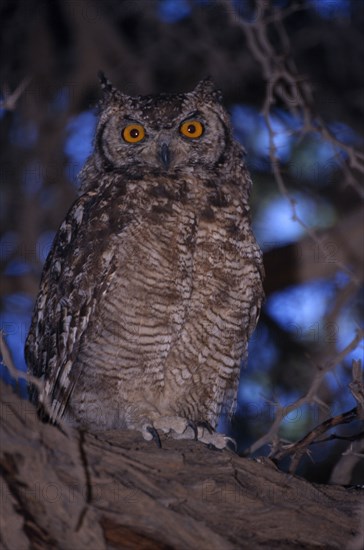 NAMIBIA, Etosha National Park, Close up of a Spotted Eagle Owl sitting on an acacia tree branch