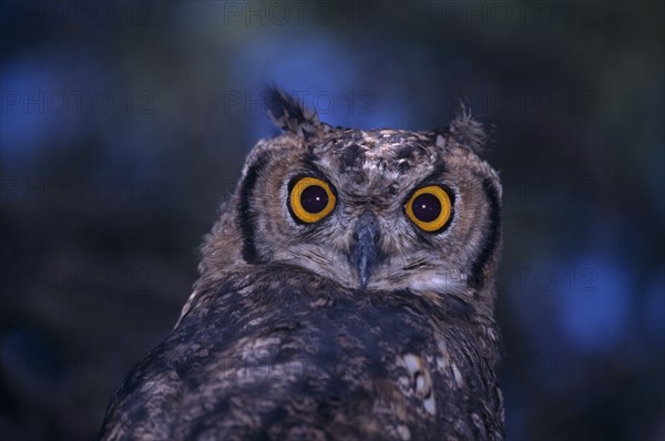 NAMIBIA, Etosha National Park, Close up of a Spotted Eagle Owl sitting on an acacia tree branch