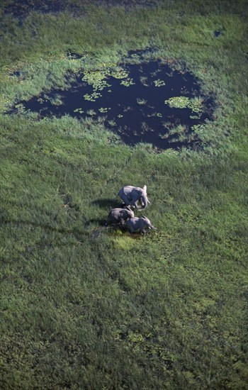 BOTSWANA, Okovango Delta, Aerial view looking down on Elephants in green landscape