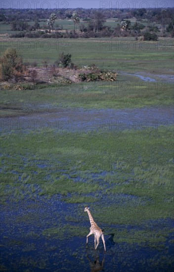 BOTSWANA, Okovango Delta, Aerial view looking down on single Giraffe on the floodplains