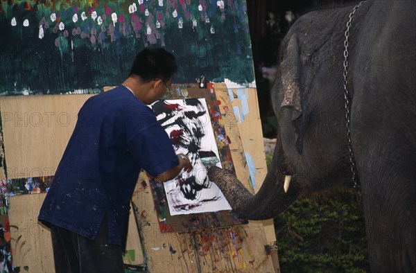 THAILAND, North, Chiang Mai, An elephant from Maesa Elephant Camp with his art teacher painting a picture of orchids