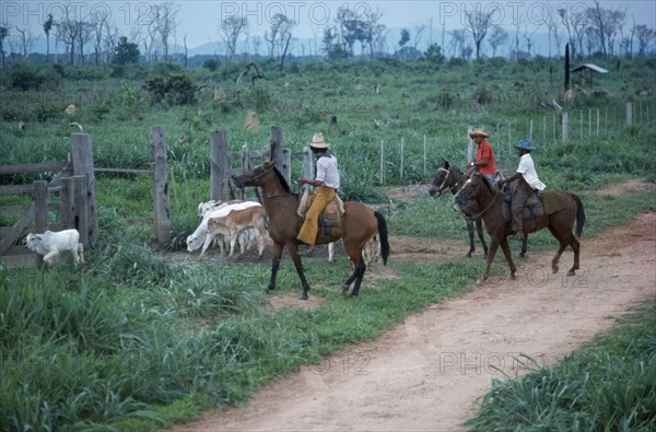 BRAZIL, Matto Grosso, Farming, Mounted ranch hands with cattle.