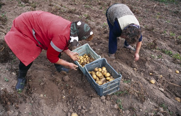 BULGARIA, Koprivshtitsa, Women harvesting potatoes